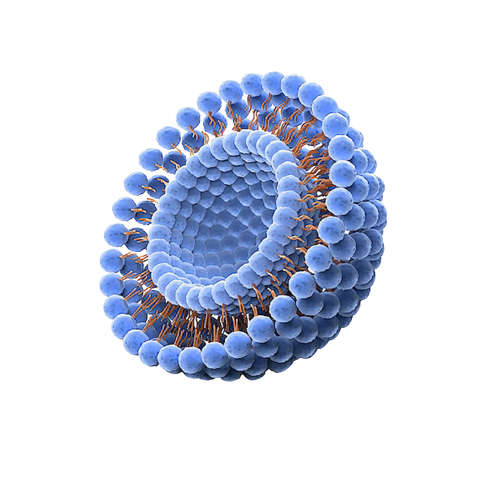 Liposome