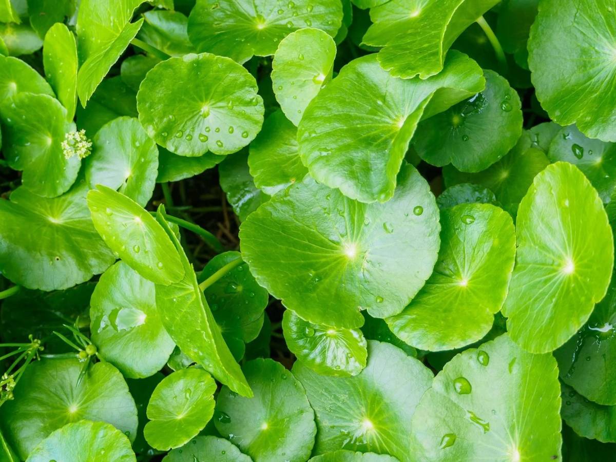 Rau Má – Bí Quyết Làm Đẹp Tự Nhiên Hiệu Quả
