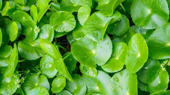 Rau Má – Bí Quyết Làm Đẹp Tự Nhiên Hiệu Quả