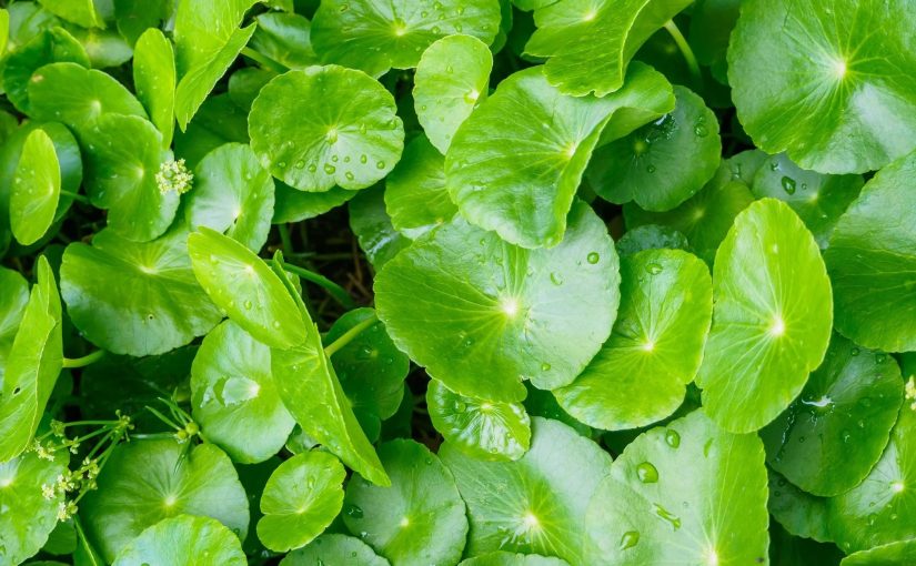 Rau Má – Bí Quyết Làm Đẹp Tự Nhiên Hiệu Quả